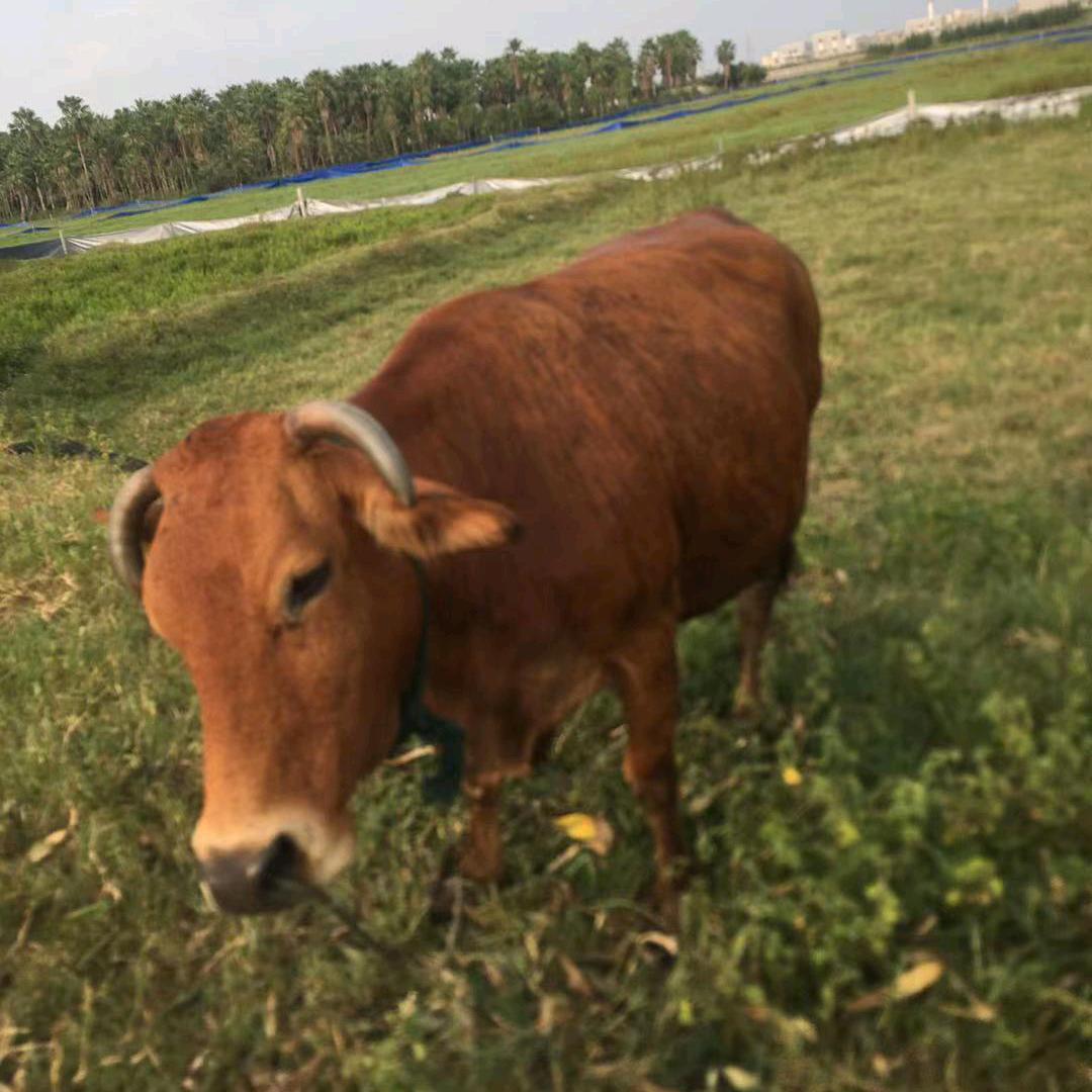 专业养种牛场