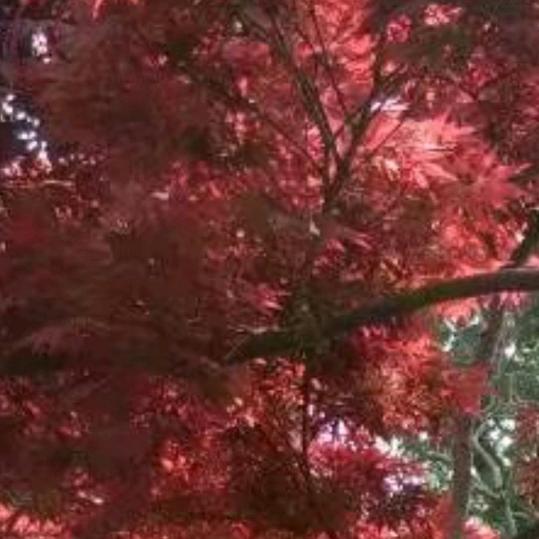 🍁开心果