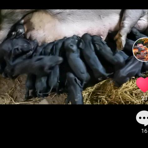 成成养猪的小哥哥