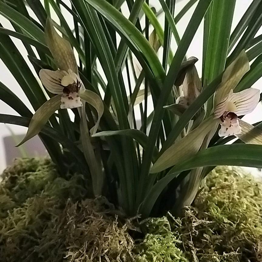 ꧁魏꫞꯭建💞林꧔ꦿ꧂