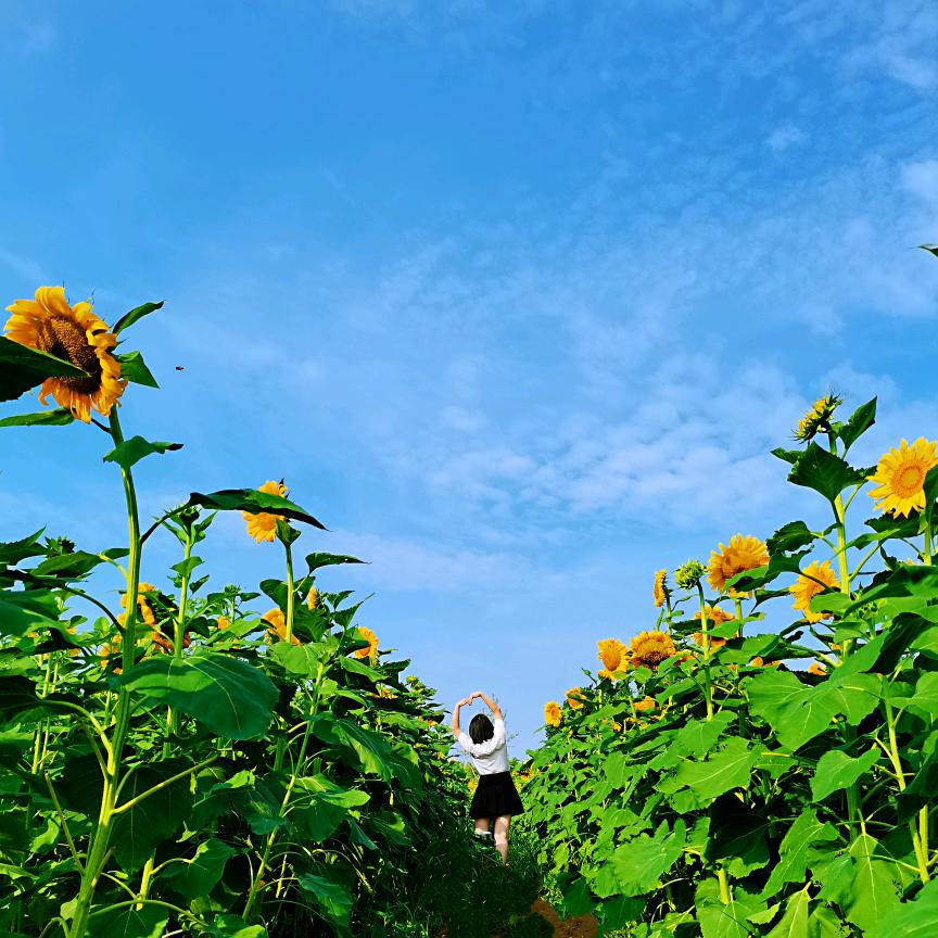 田田吖
