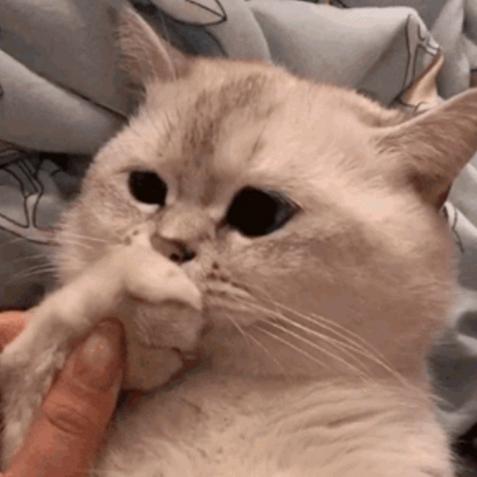 昭抖抖
