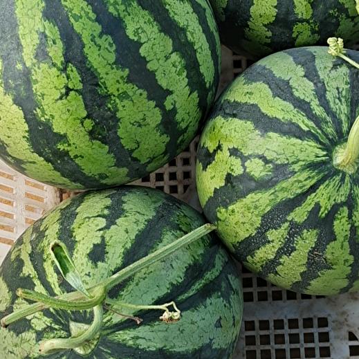 小波波西瓜（小龙鲜果批发）