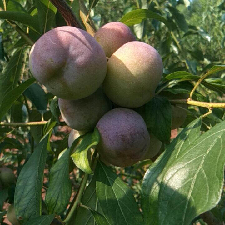 大乘镇雷大姐农资店