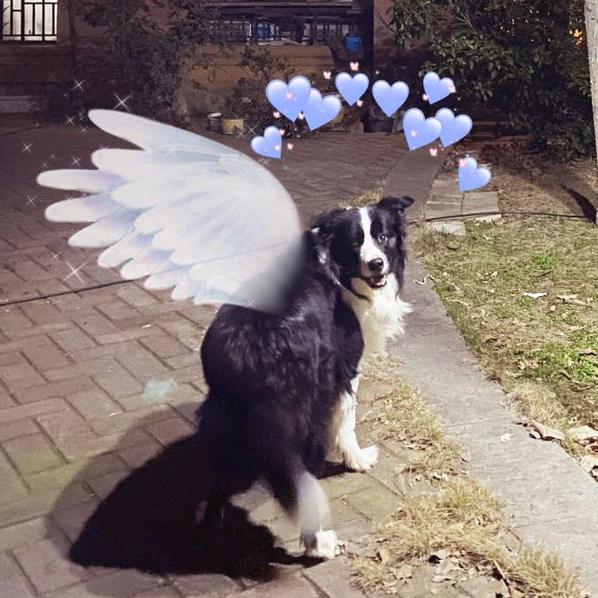 春天的杜鹃