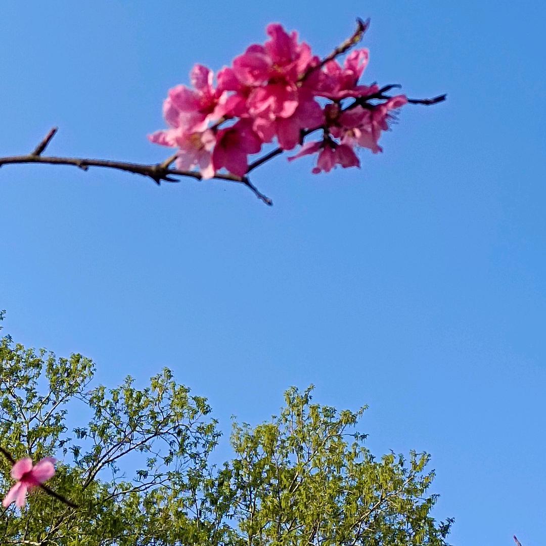 夏日