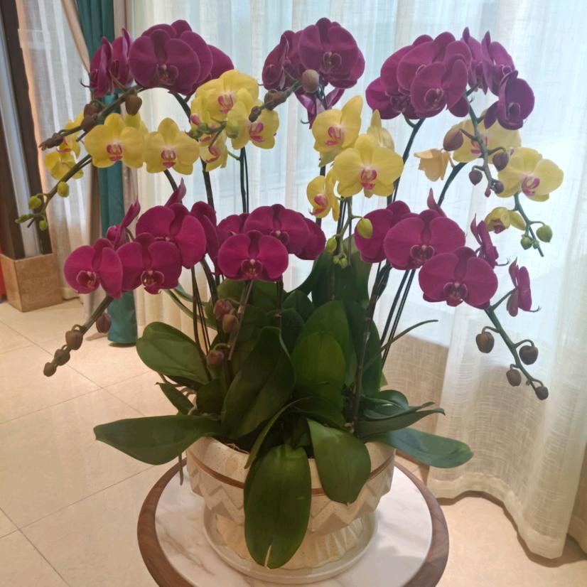 太阳🌸🌸