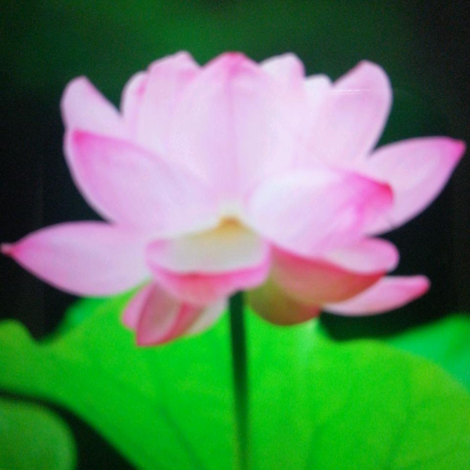平凡人生丁XUE.XIA🌹🌹🌹🌹