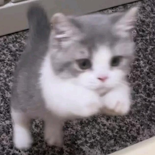 竹轮
