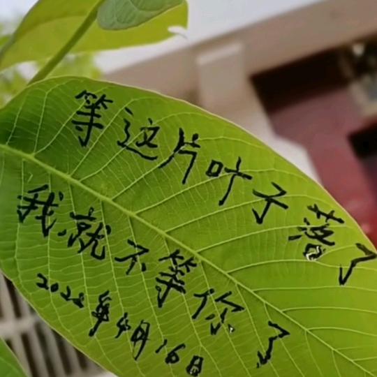 💞人怕没钱情怕伤，但我人穷志不穷💞