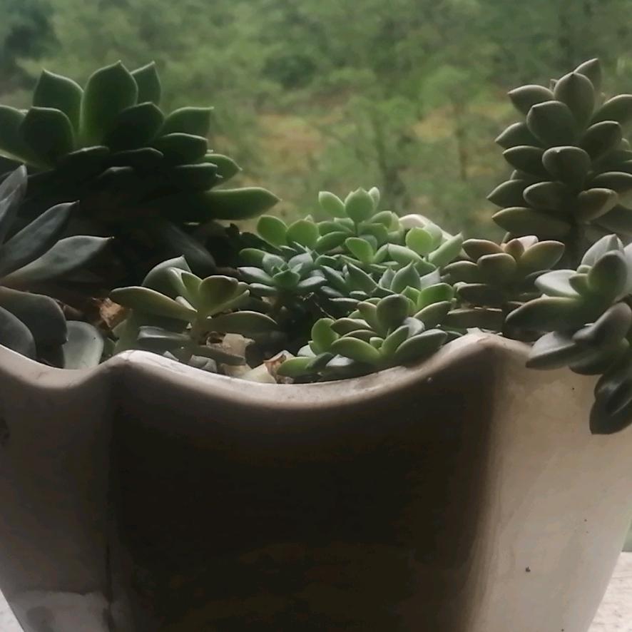 顺龙