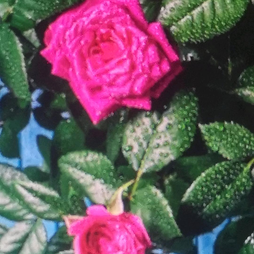 玉霞（可私聊）