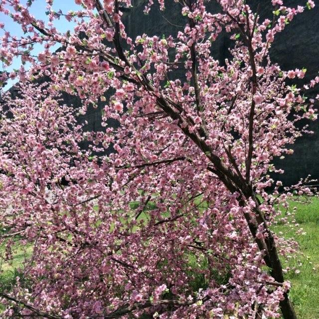 🇨🇳怡恋幽梦