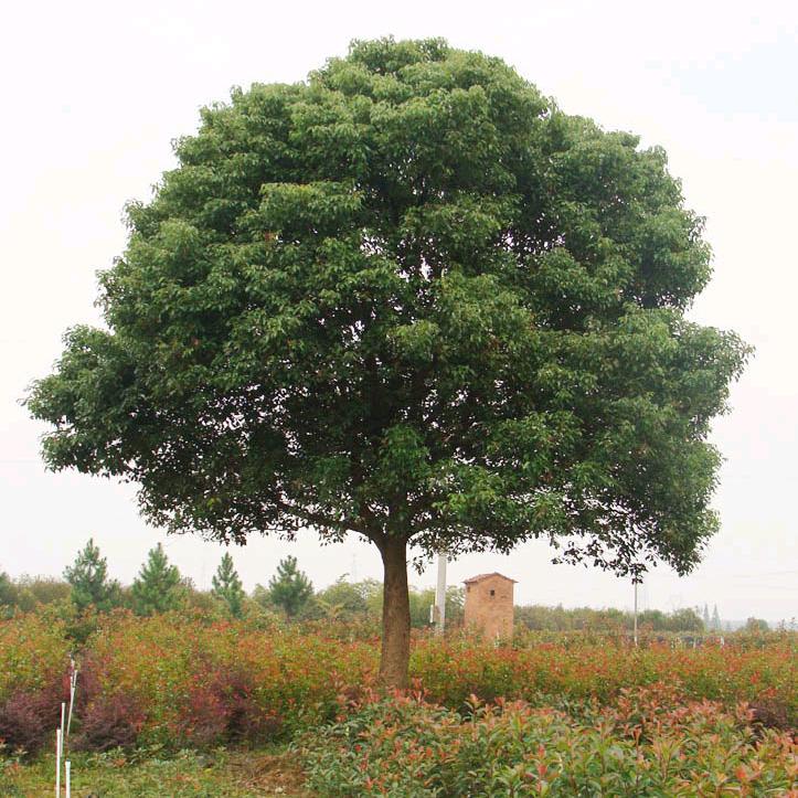 、市政景观工程