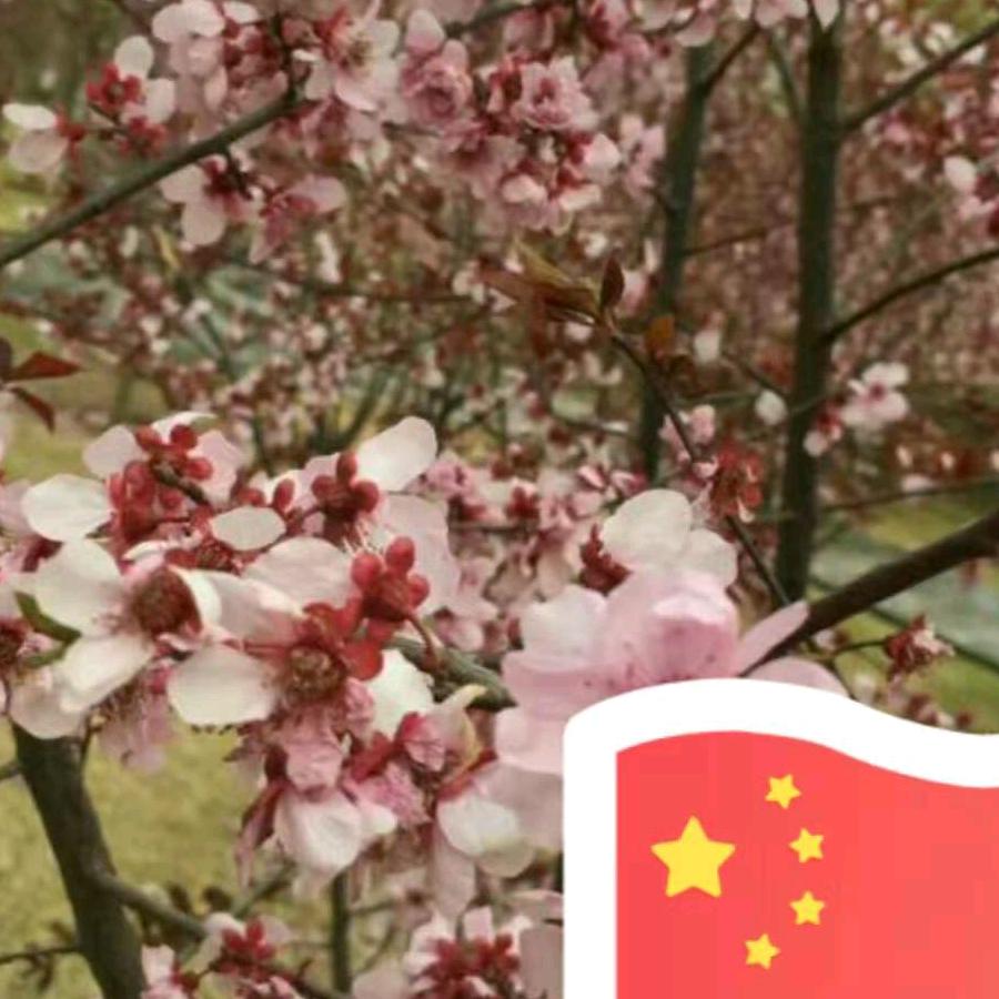 心情