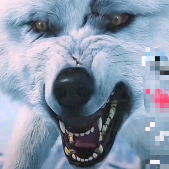 白狼