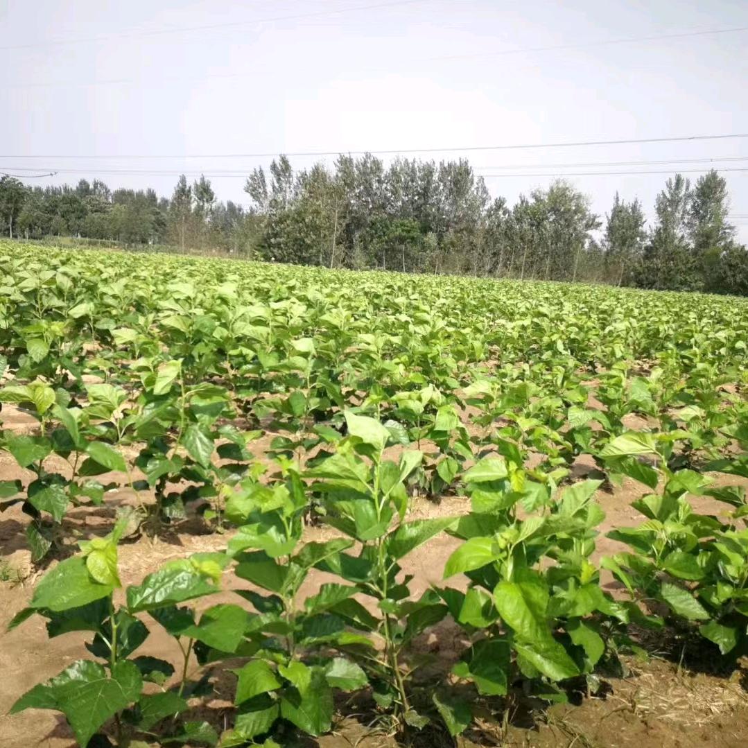 歆如丝精品蚕丝被