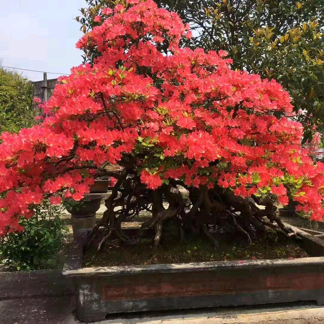 xiaoweiyings43