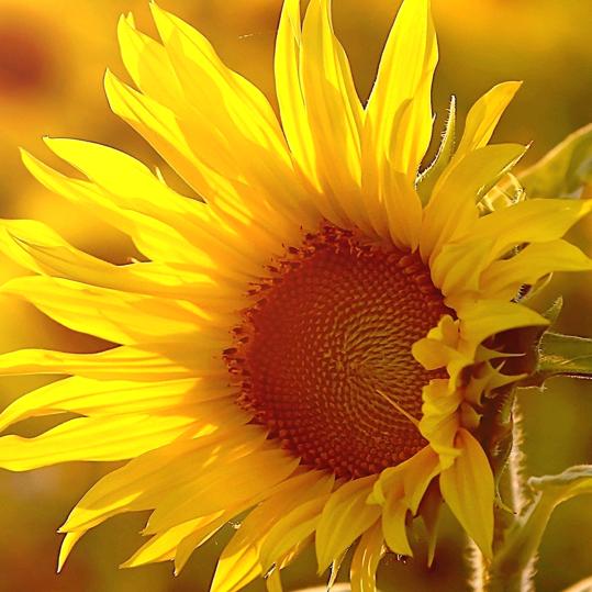 六团尕桃馍馍店