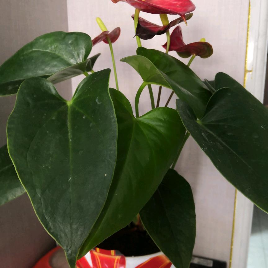 乐乐好物推荐分享