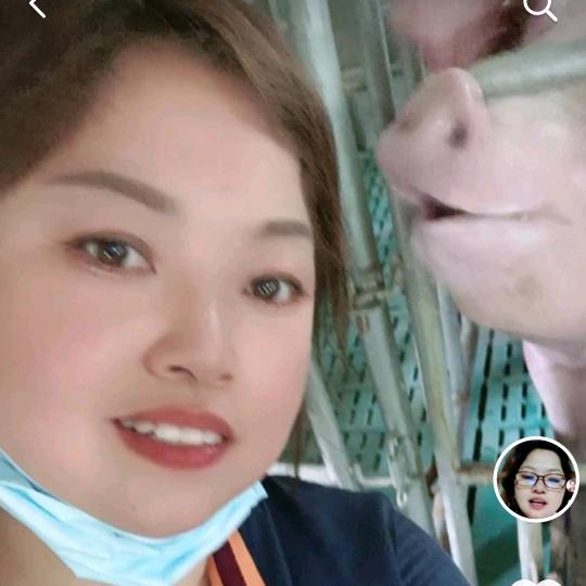 嫂子养猪