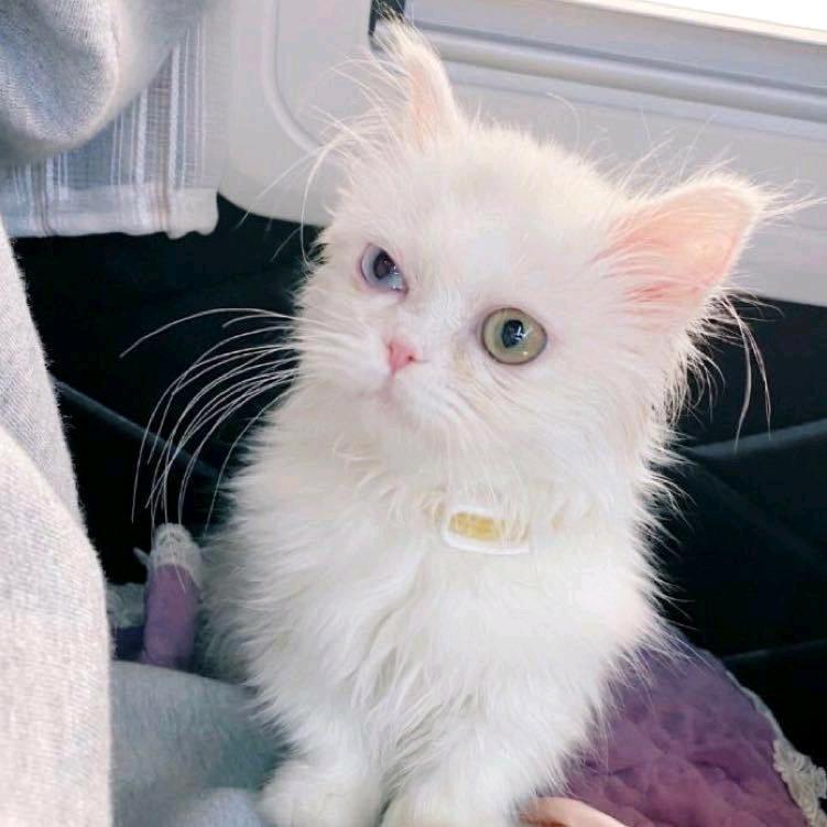 一只特立独行的猪