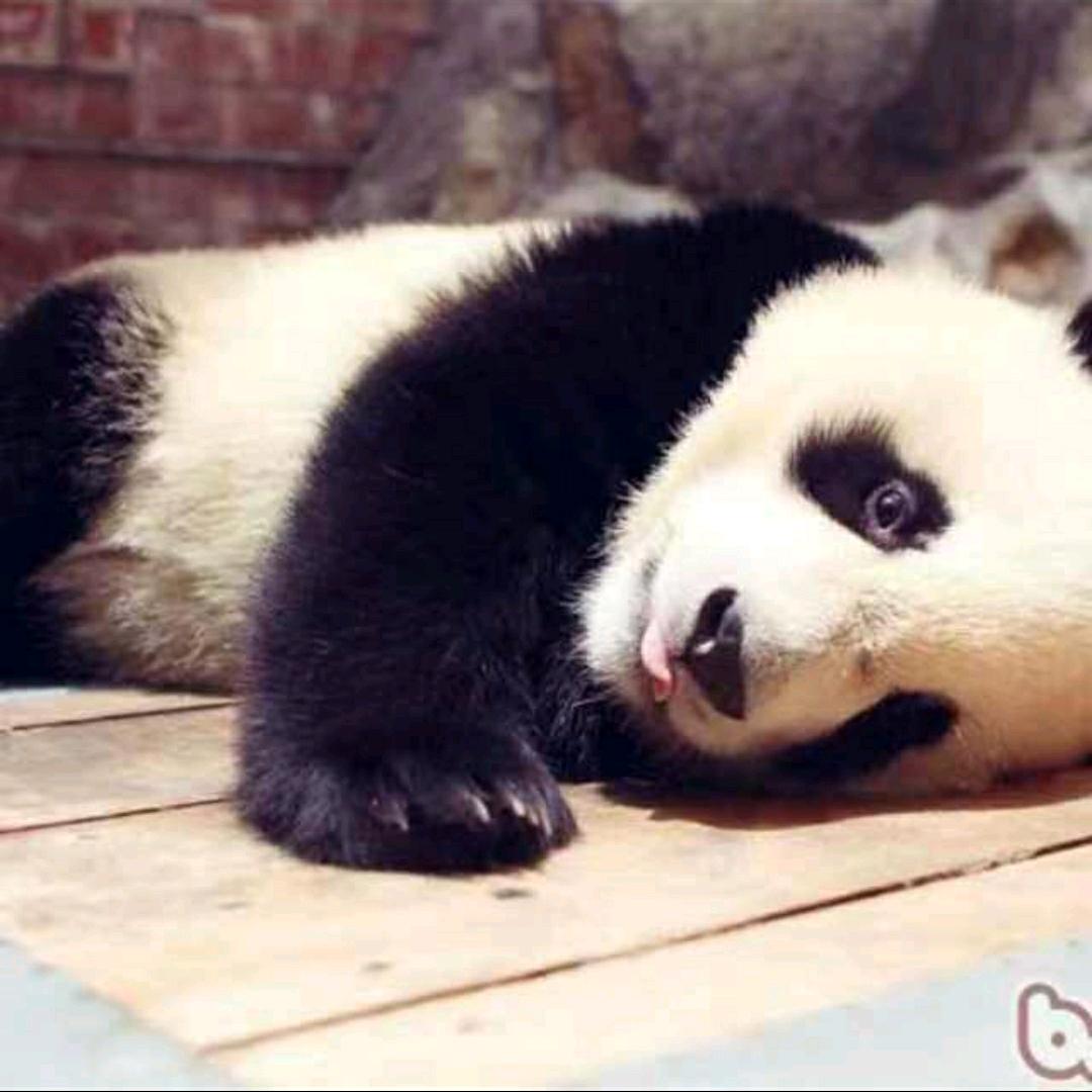 几意纪