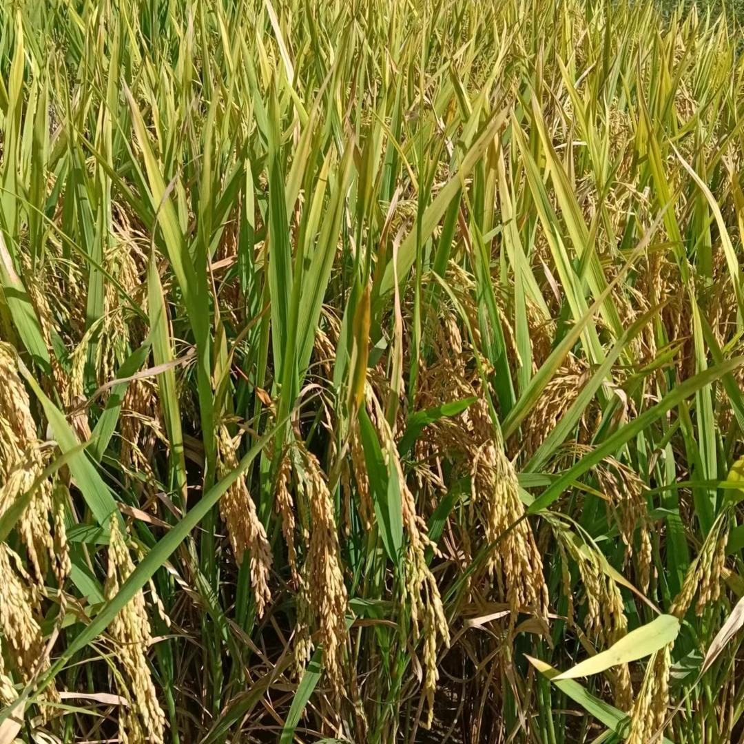 找个真心过日子的女人