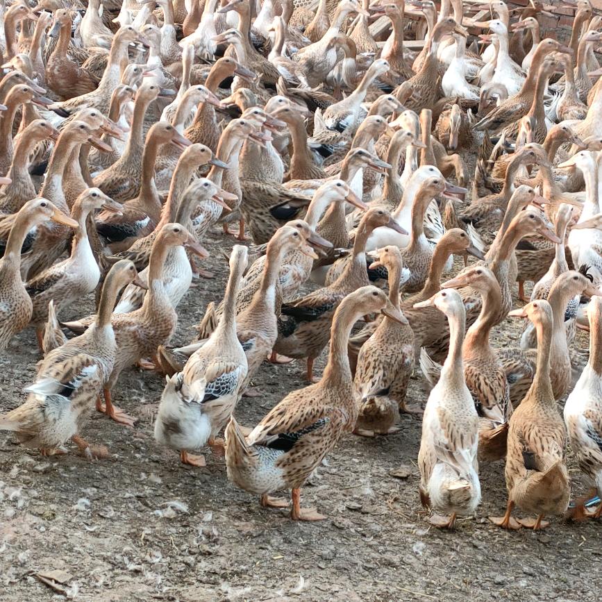 江西李家金老婆青年鸭买卖周玲