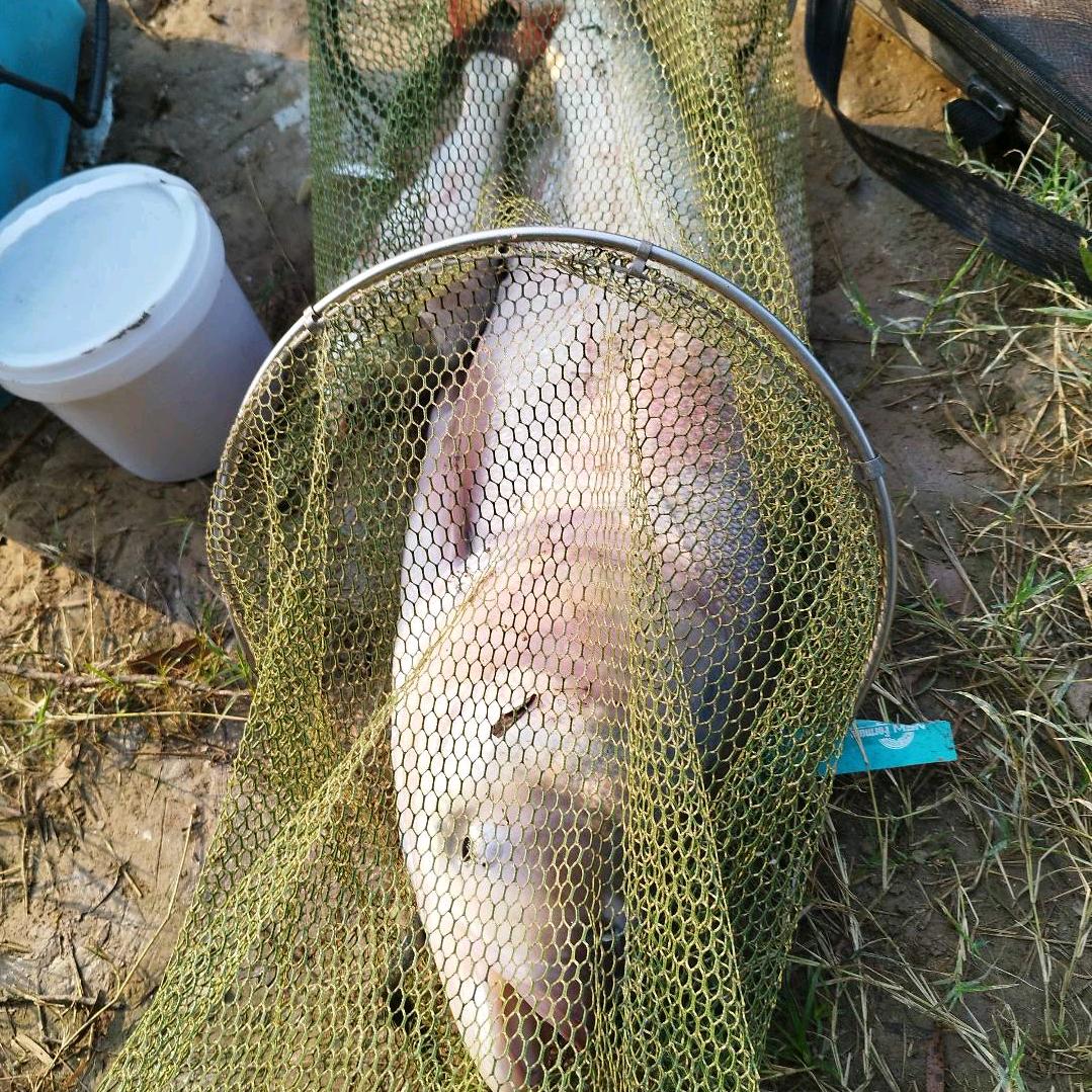 （陈住气）野钓