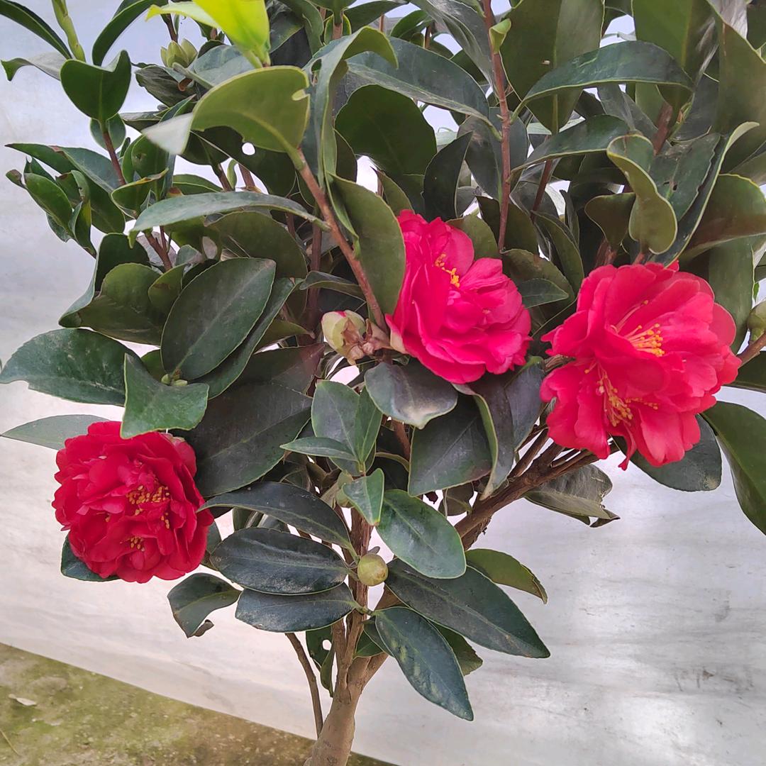 花卉世界