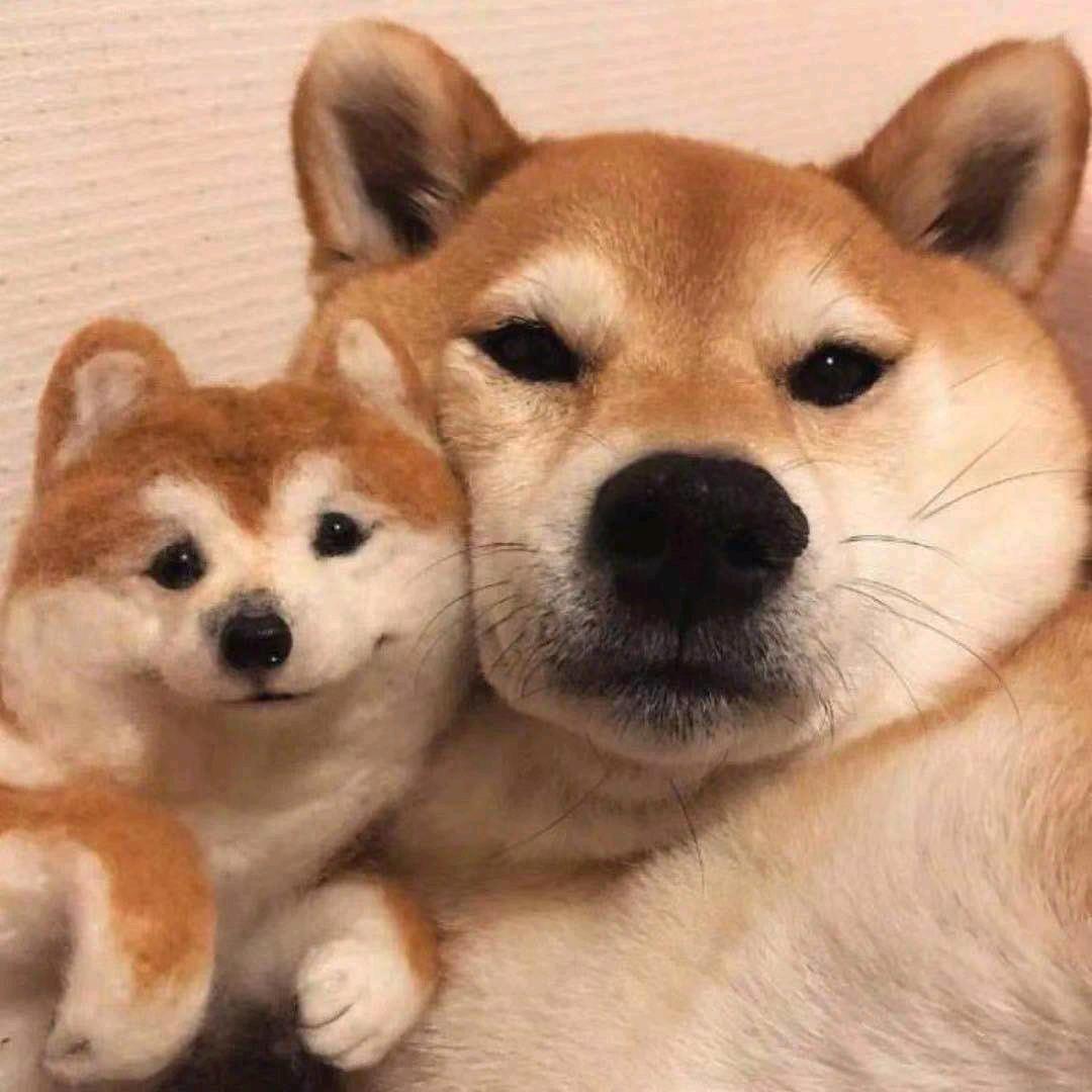 狗子