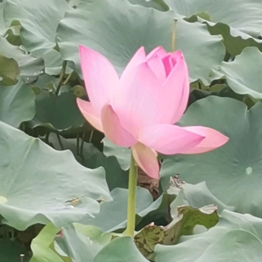 加贝