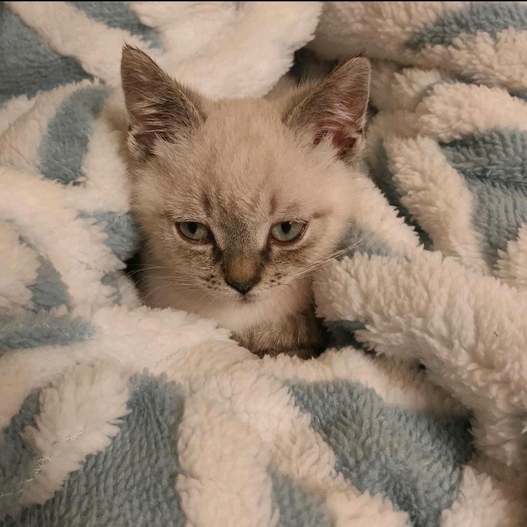 🌈棉花花花花🌈🐈🐈🐈