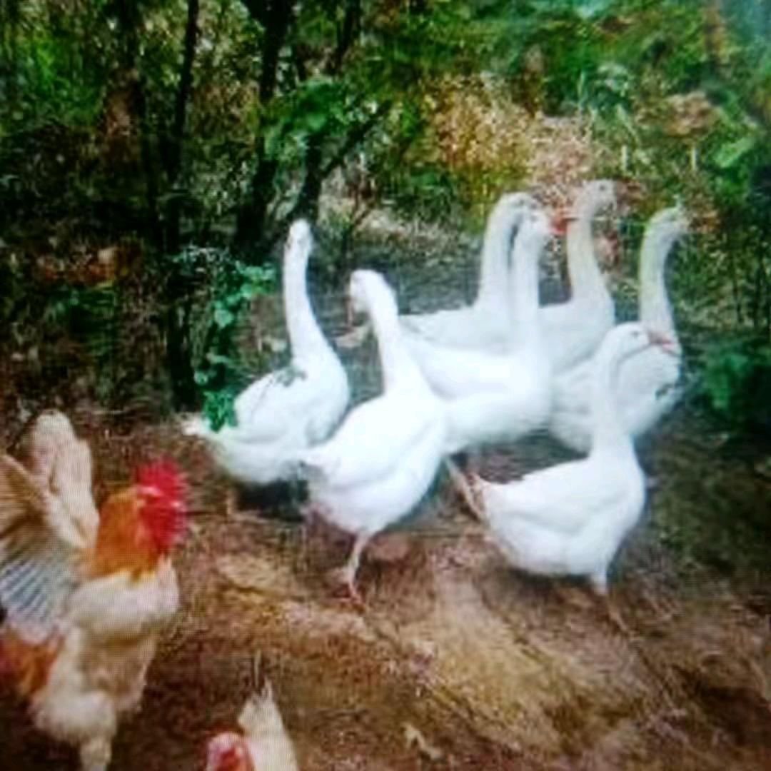 宇繁农业