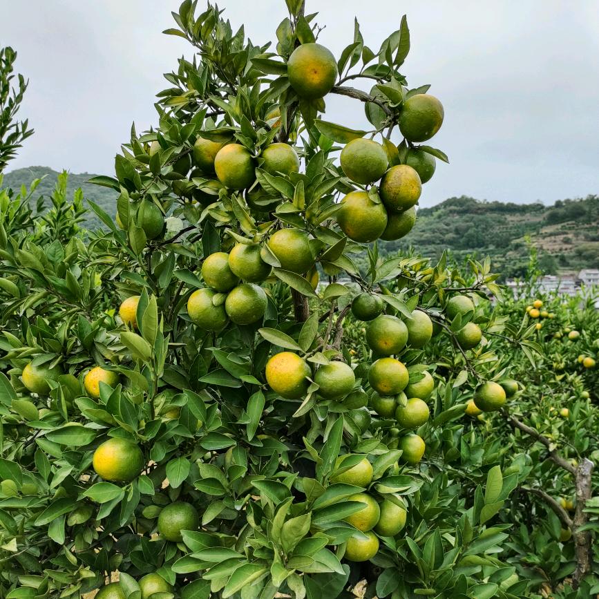 一杯子，🧂，一辈子