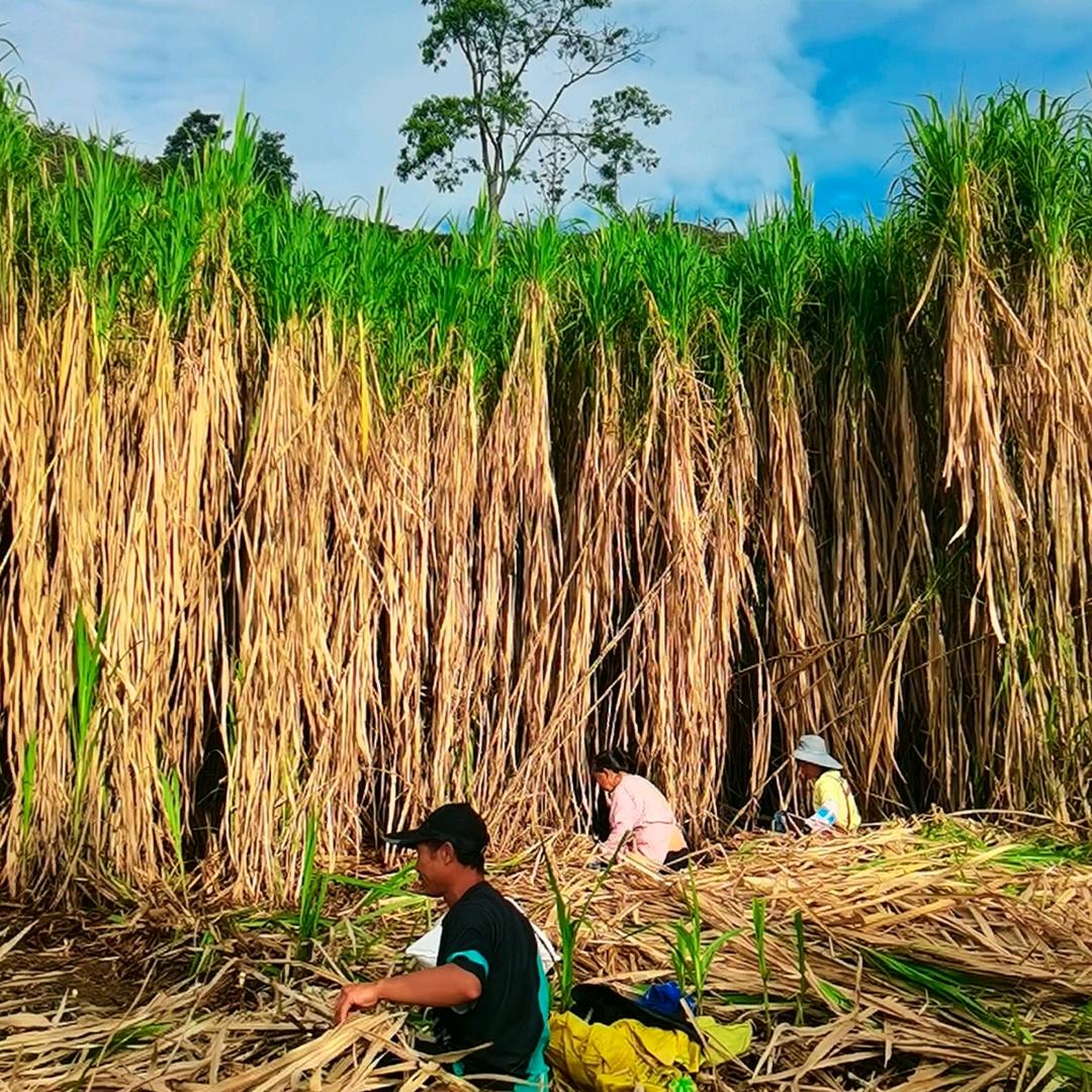 贵州高产牧草基地