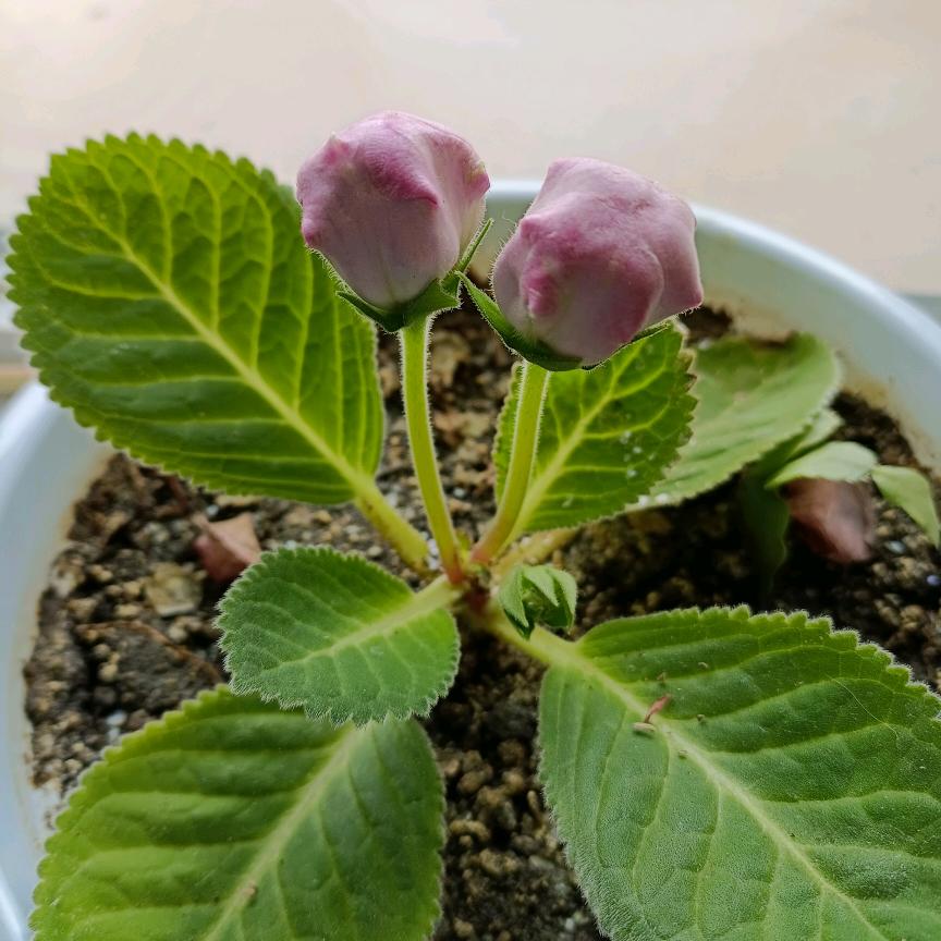 花仙子
