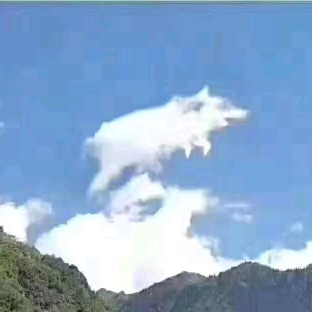 木林22952黄