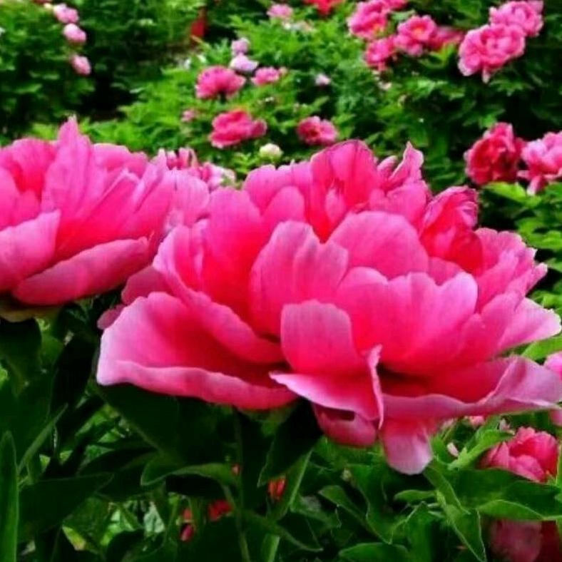 憨憨家的愚愚姐