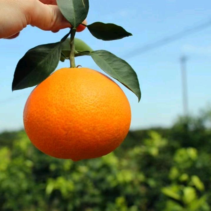 橘香人生态果园