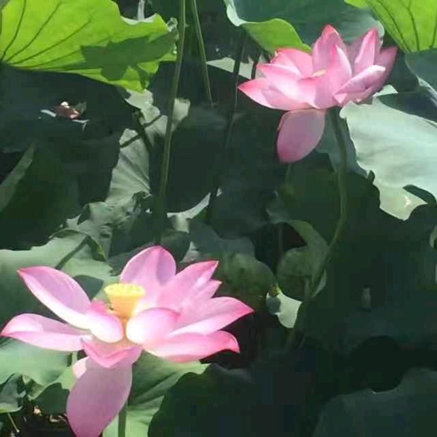 荷花