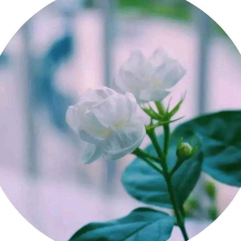 茉莉花开.