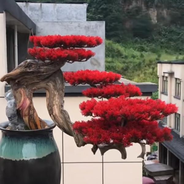 A长年批发大公鸡