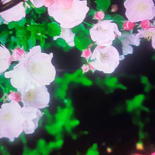 二嫂子
