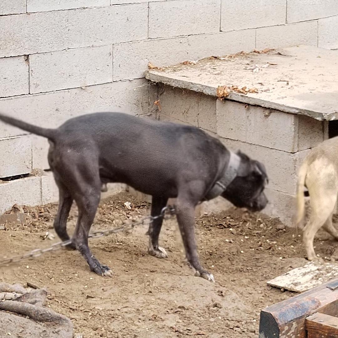 专业繁殖比特犬