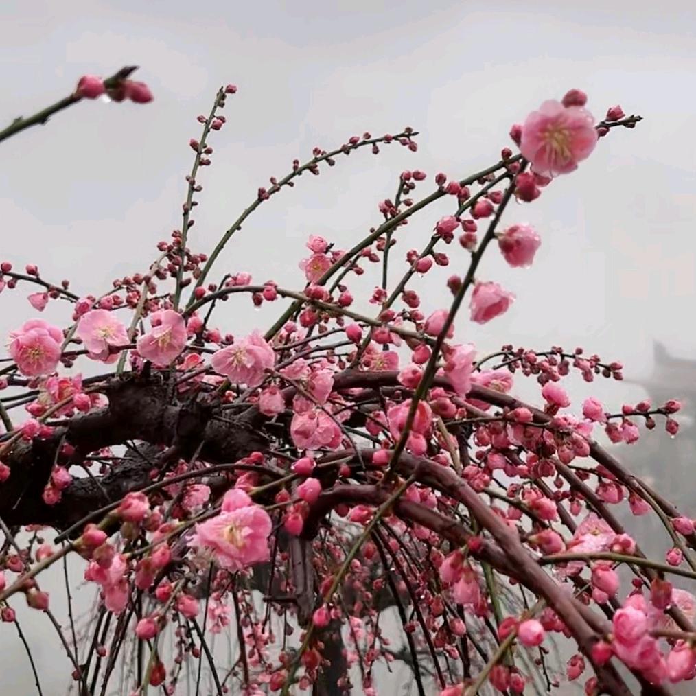 阿慧