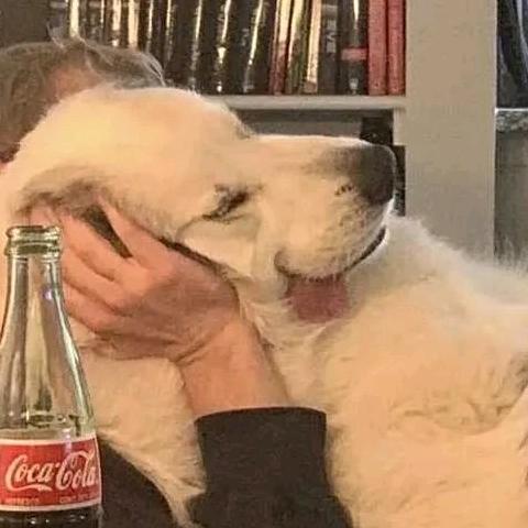 一般路过猹某人