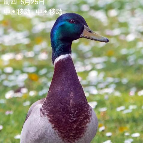 保定金地袁琴