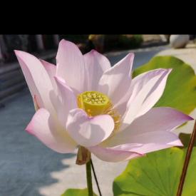 一夜暴富暴富暴富